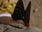 Olympic National Park