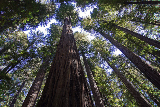 Redwood National Park