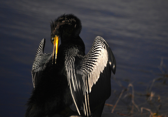 Loxahatchee Nat WildlifeRefuge