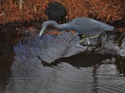 Loxahatchee Nat Wildlife Refuge
