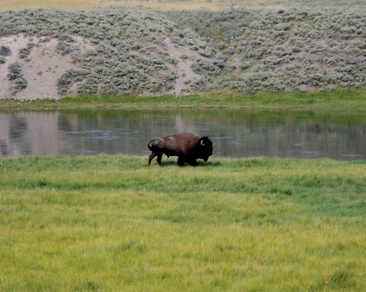 Yellowstone NP