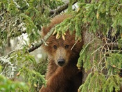 Katmai National Park