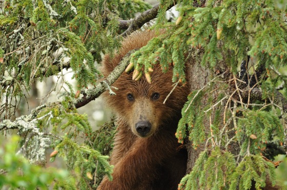 Katmai National Park