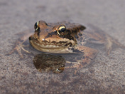 Alpine Lakes Wilderness
