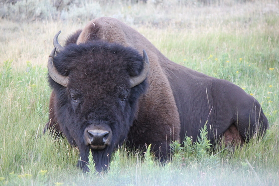 Yellowstone National Park