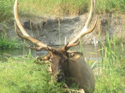 Bison Range, Montana