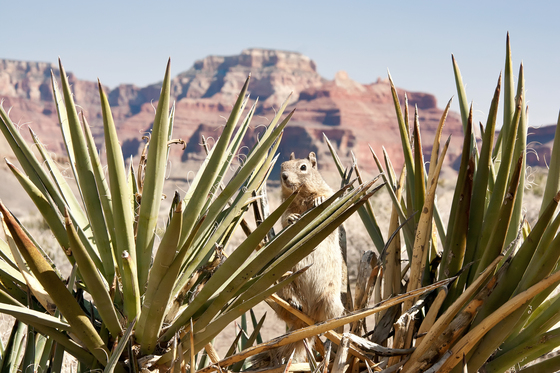 Grand Canyon National Park