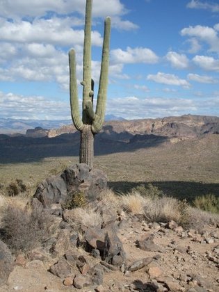Tonto National Forest
