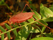 Daniel Boone National Forest