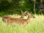 Great Smoky Mountains National Park