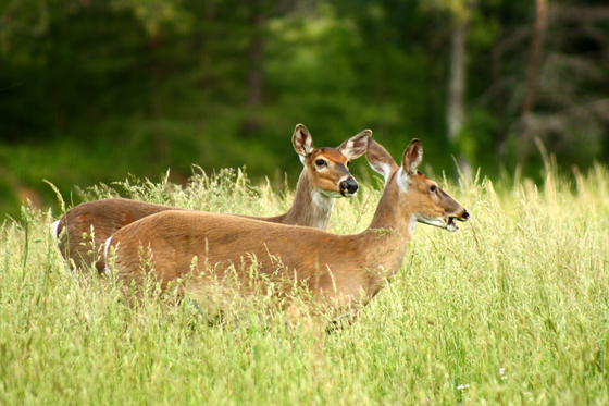 Great Smoky Mountains National Park