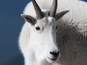 Mount Evans, Colorado