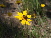 Sleeping Bear Dunes National Lakeshore