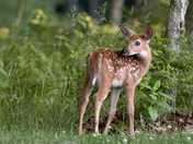 Shenandoah National  Park