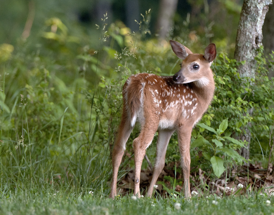 Shenandoah National  Park