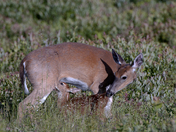 Shenandoah National Park