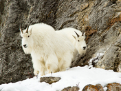 Targhee National Forest