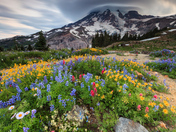Mount Rainier National Park
