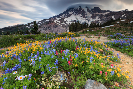 Mount Rainier National Park