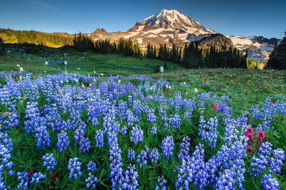Mount Rainier National Park
