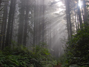 Siuslaw National Forest