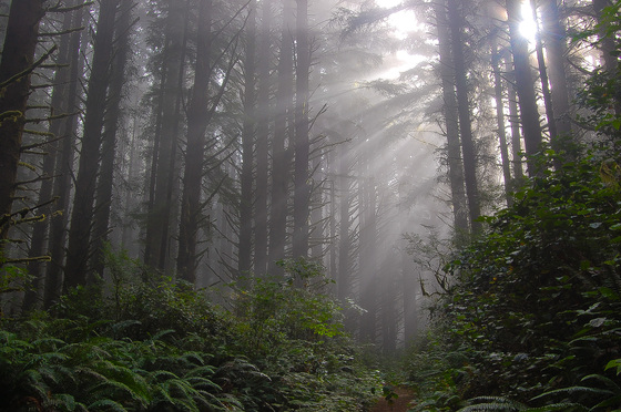 Siuslaw National Forest