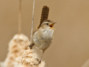 Bear River Migratory Bird Refuge
