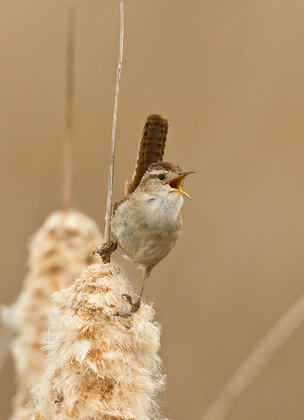 Bear River Migratory Bird Refuge