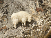 Targhee National Forest