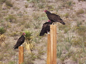 BLM / Cornudas Mountains
