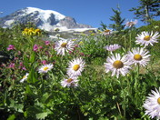 Mt Rainier National Park