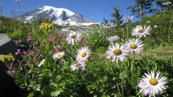 Mt Rainier National Park