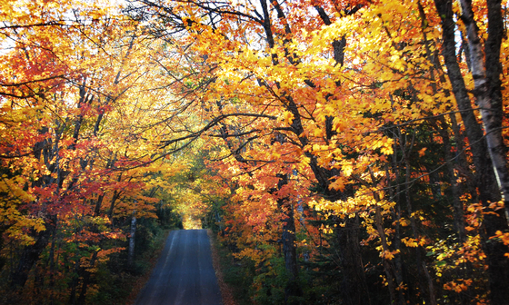 Chippewa National Forest