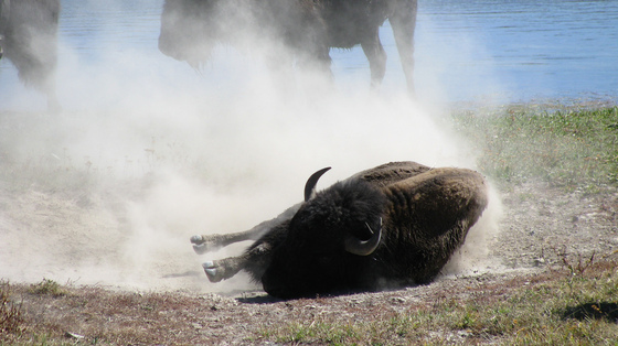 Yellowstone National Park