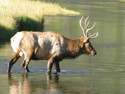 Yellowstone National Park