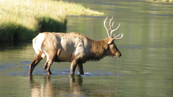 Yellowstone National Park