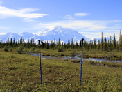 Denali National Park