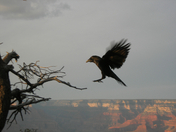 Grand Canyon National Park
