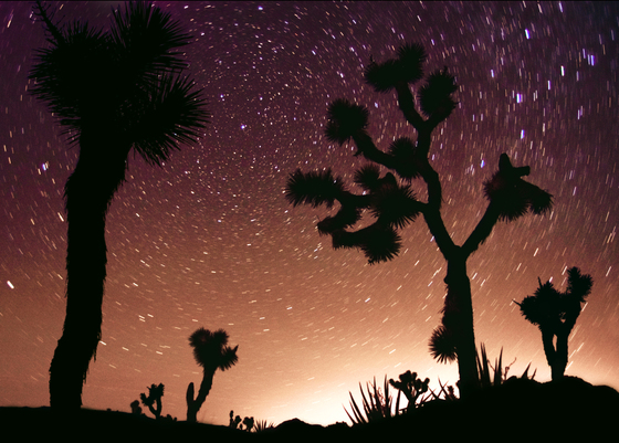 Joshua Tree National Park