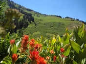 Wasatch Cache National Forest