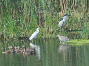 Bombay Hook National Wildlife Refuge