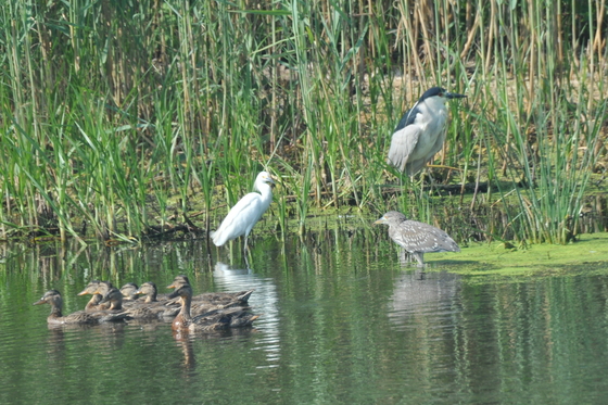 Bombay Hook National Wildlife Refuge