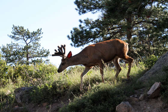 Rocky Mountain National Park