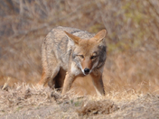 big bend national park