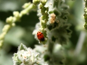 Pinnacles National Monument