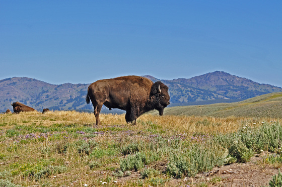 Yellowstone National Park