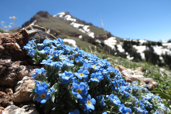 Lee Metcalf Wilderness