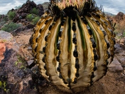 Tonto National Forest
