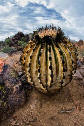 Tonto National Forest