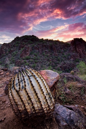 Tonto National Forest